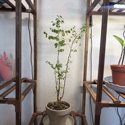 Breynia aka snowbush