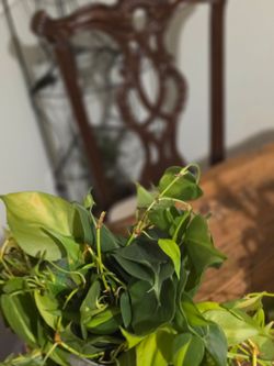 Live Pothos Houseplant Clippings