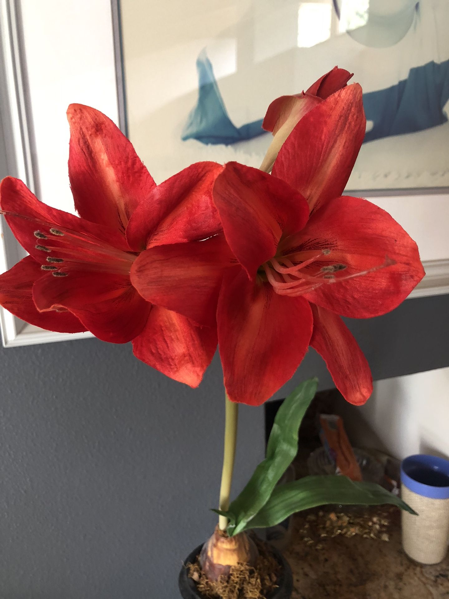 Christmas Red Amaryllis Plant In  Cast Iron Vase 