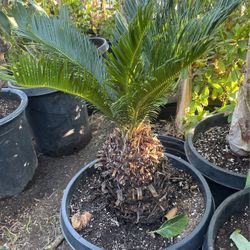 Sago Palm $95 each 
