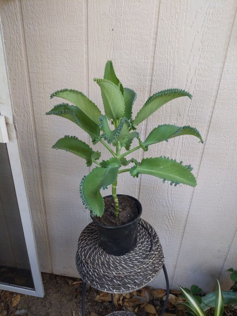 Mother of thousands Chalan hoy plants. 6" Pot.