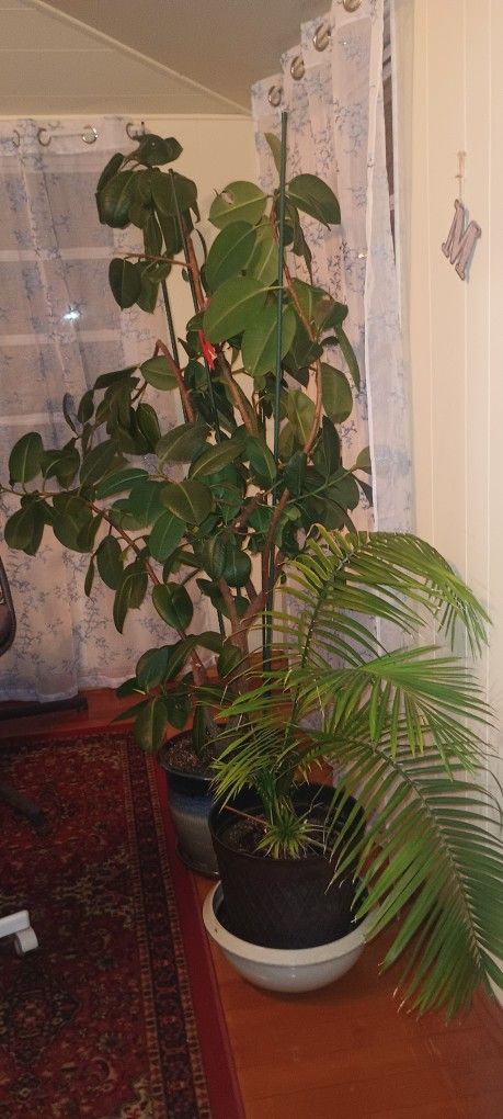 Ficus Elastica 
Indoor plant 
7,5 Feet Tall