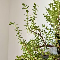 Large Succulent Plant