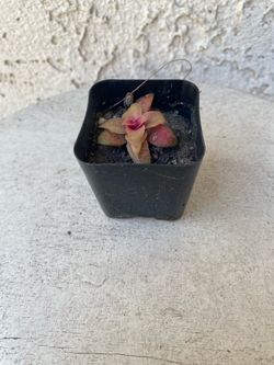 2 Inch Pot Succulent Plant - Anacampseros Rufescens - Sunrise - Rooted & Established - Drought Resistant 🪴 Perfect Baby & Wedding Shower Favors