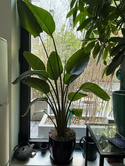 Large Bird of Paradise Indoor Plant