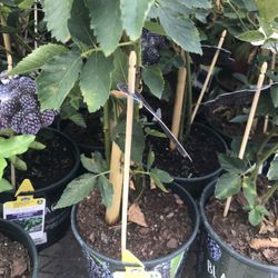 1 Gallon Navaho Thornless Blackberry Seedling Plant Fully Rooted Pack 2 Plants