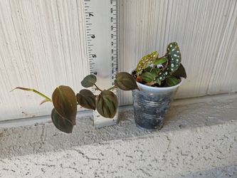 Philodendron Micans/Begonia Maculata Plant Mix