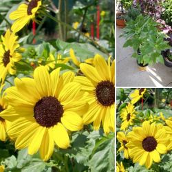 Dwarf Sunflower plants 3 For$6