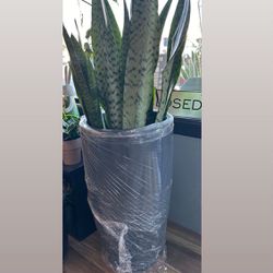 Potted Snake Plant in Black-3ft 9 Inches