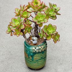 Succulents plants 🪴 (AEONIUM DECORUM F. VARIEGATA  )
