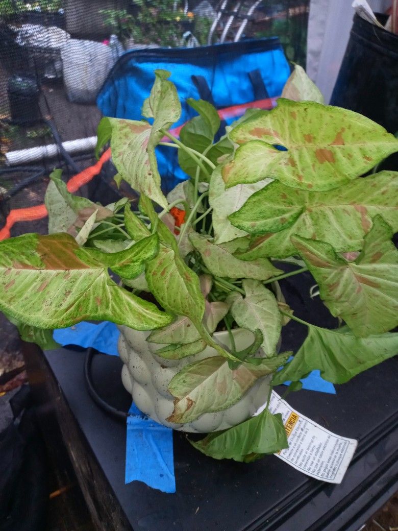 Assortment Of Indoor Outdoor Succulents And Cactuses Available