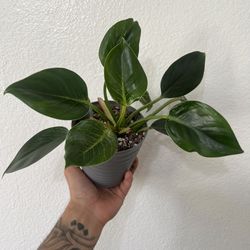 Philodendron Birken