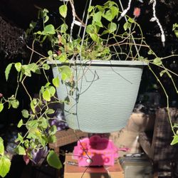Plant