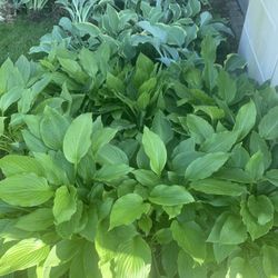 Hosta Plant