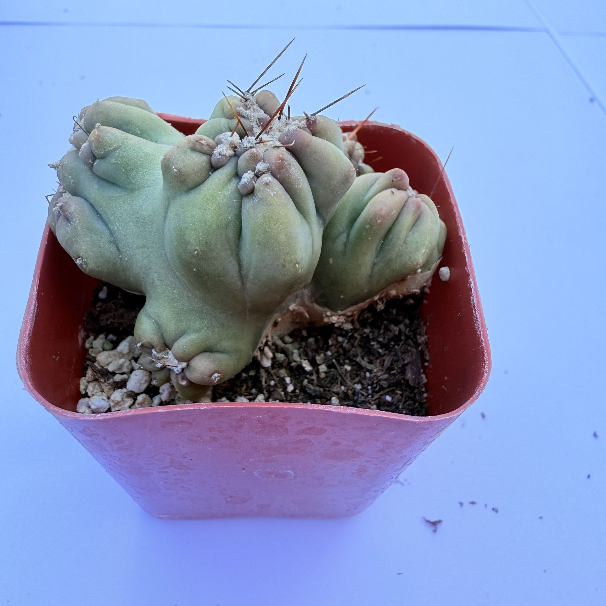 Succulents
