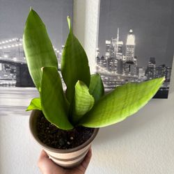 Moonshine Snake Plant