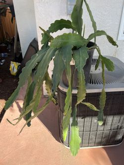 Epiphyllum Plant