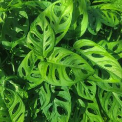 Beautiful Monstera Adansonii Plants with a Ceramic Pot
