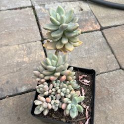 Succulent Plants 6” Pot