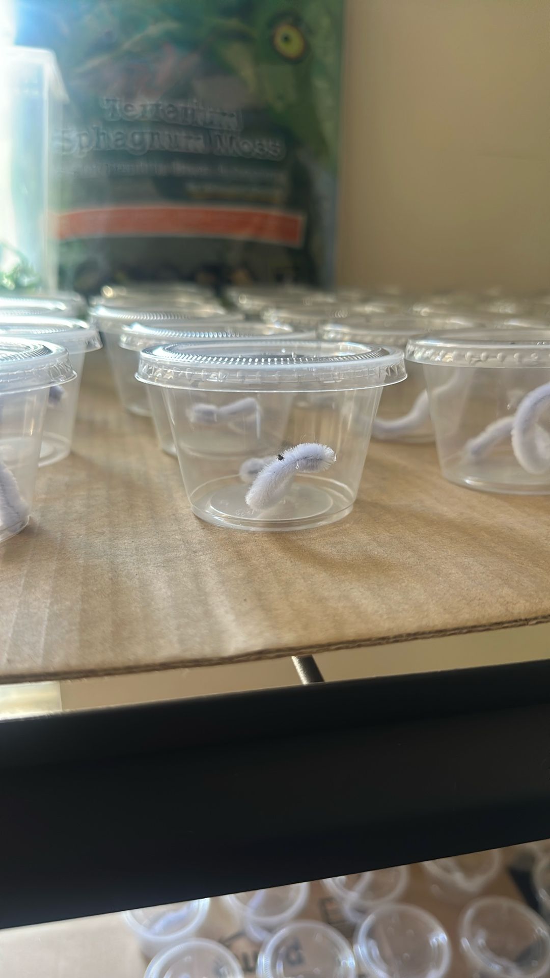 Regal Jumping Spider Slings