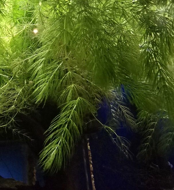 Hornwort Aquatic Plants