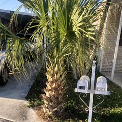 Free Palm …you Coming , Remove And Your Server 