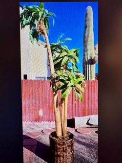 Palm Tree