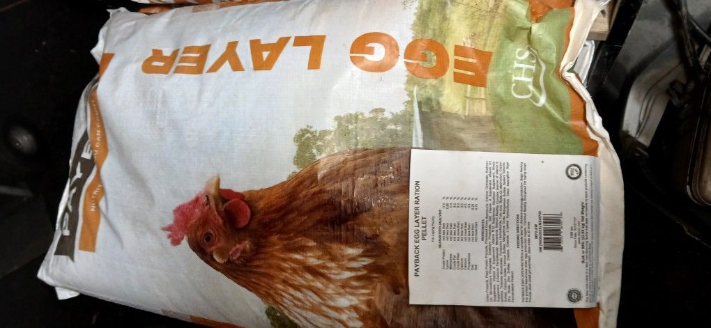 chicken feed/egg layer