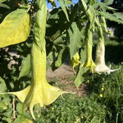 Double White Angel Trumpet