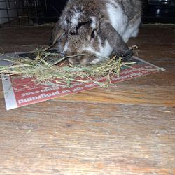 Holland Lop Rabbit
