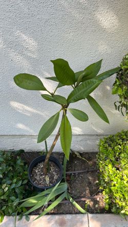 Plumerias