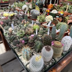 Beautiful Cactus variety 