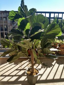 Artificial Plant