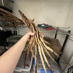 Ghost wood branches reptile