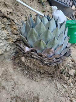 Artichoke Agave (Agave parryi var. truncata), a slow-growing succulent featuring a tight, symmetrical rosette of icy blue-gray leaves tipped with dark