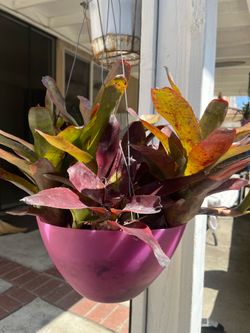 Hanging basket of Succulent