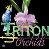 TritonOrchids