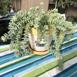 A pretty Ceramic pot full of burro’s tail succulents 