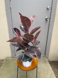 Ficus Elastica Ruby Rubber Tree House Plant 6” Pot