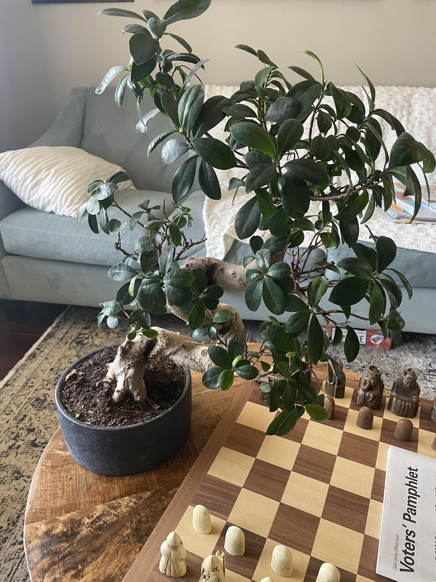 2 Ft Tall Bonsai Tree Real Plant