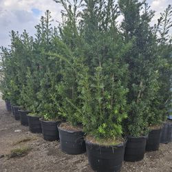 Huge Podocarpus About 10 Feet Tall Full Green  Fertilized  Ready For Planting Instant Privacy Hedge  Same Day Transportation 