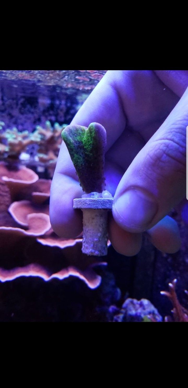Hulk Green Montipora spongodes/Confusa coral frag