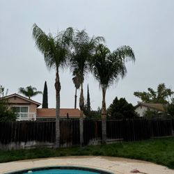 Palm Trees (trimmed)