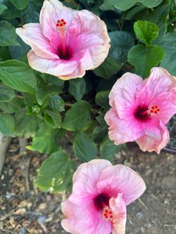 Hibiscus plant