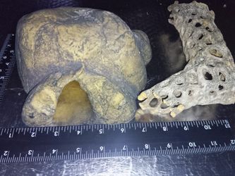 Snake Hide And Cactus