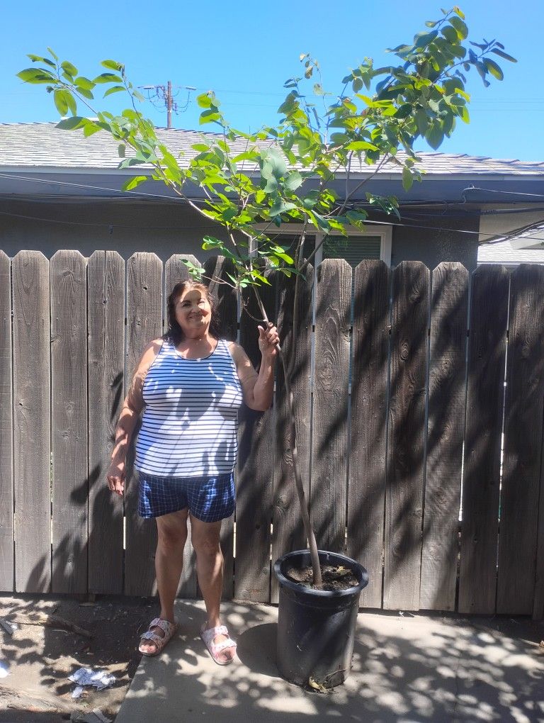 Atemoya Tree