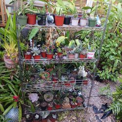 Cactus Succulents Houseplants 