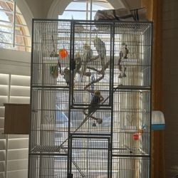 Birds cage