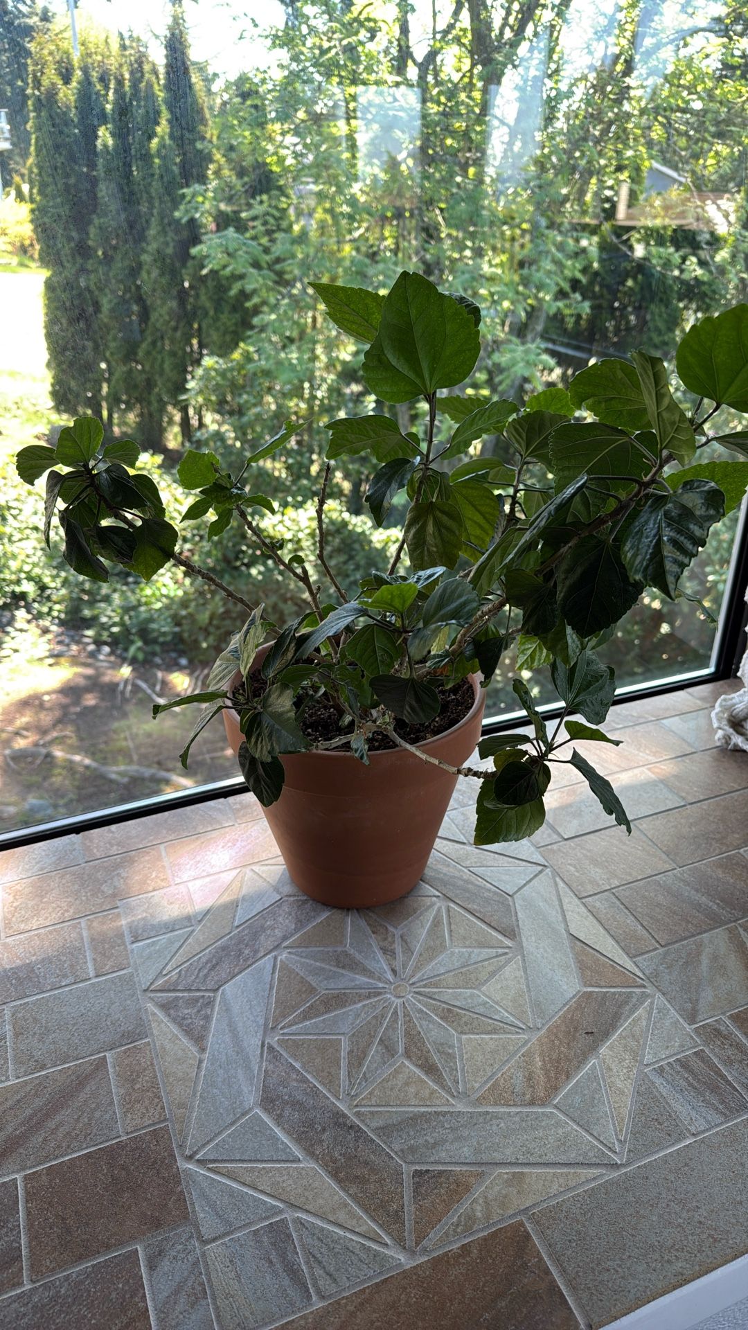 Tropical Hibiscus (Hibiscus rosa-sinensis)