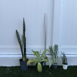 lot of 4 plants / succulents - snake + agave + skyscraper + rosemary